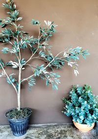 Close-up of potted plant on table against wall
