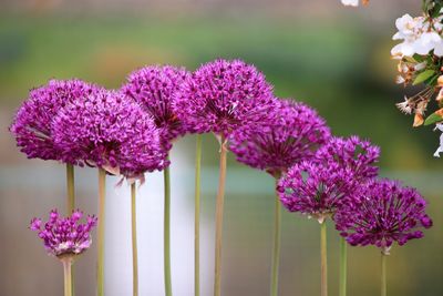 Close-up of purple flowers blooming outdoors