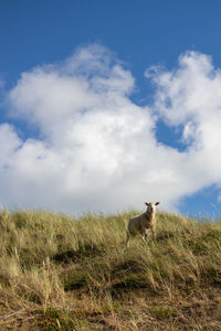 View of a dog on landscape