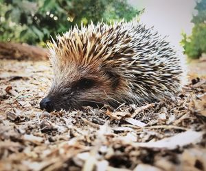 Close-up of crab on field