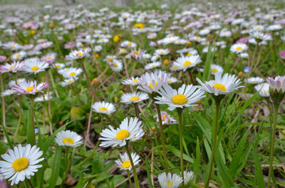 Close-up of daisies blooming in field