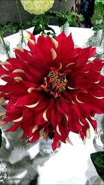 Close-up of red flowers