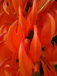 Close-up of red flower