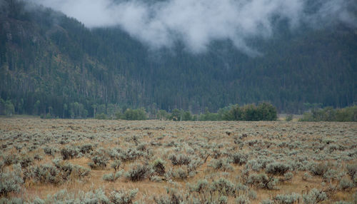 Scenic view of landscape against sky