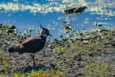 View of birds on beach