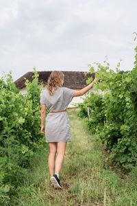 Back view of a woman in summer dress walking through the vineyard