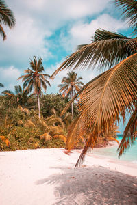 Palm trees on beach against sky