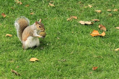 High angle view of squirrel on field