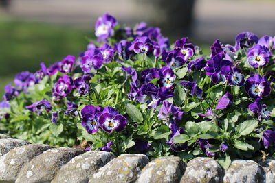 Close-up of purple flowering plants