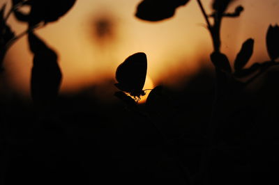 Close-up of silhouette flowering plants during sunset