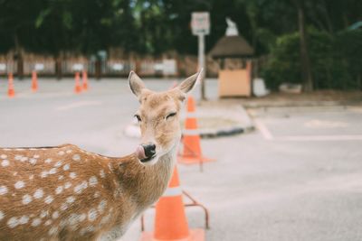 Portrait of a deer on road