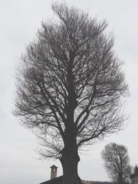 Low angle view of bare trees against sky