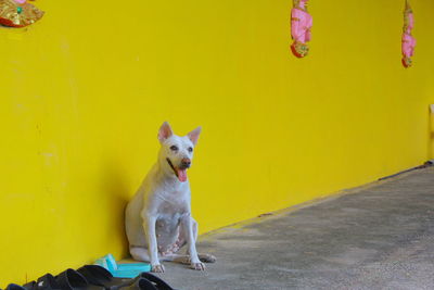 Dog looking away against yellow wall