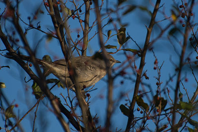 Bird in tree