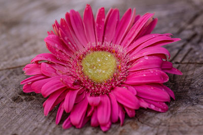 Close-up of pink daisy flower on wood