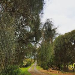 Trees on landscape