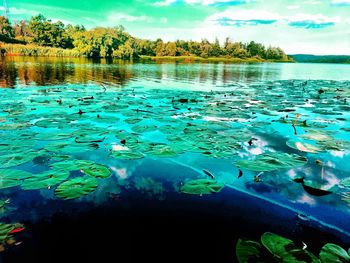 Ducks swimming in lake against sky