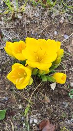 High angle view of yellow crocus flowers on field