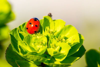 Close-up of ladybug on yellow flower