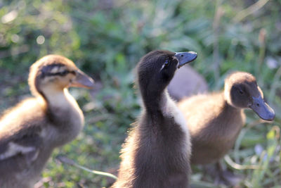 High angle view of ducklings on field