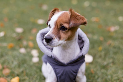 Close-up of dog on field