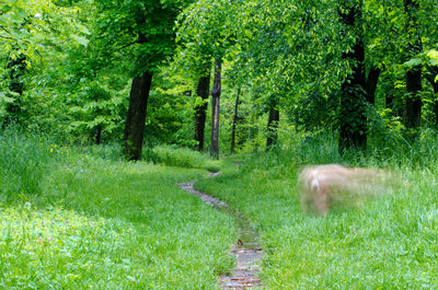 Dog in forest