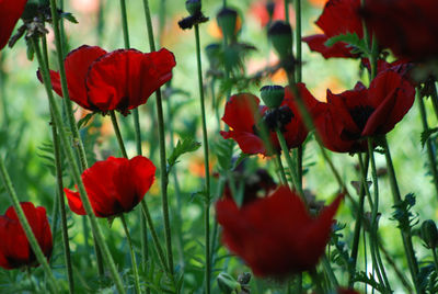 Close-up of red poppies
