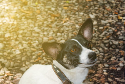 High angle view of dog looking away