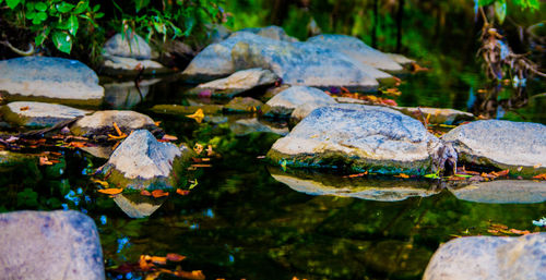 Close-up of tortoise floating on water in forest