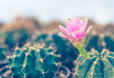 Close-up of pink flowering plant