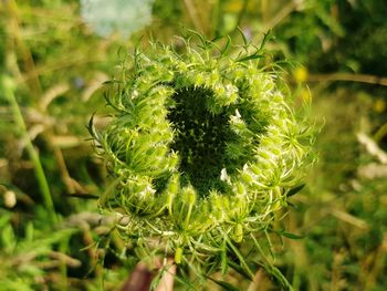 Close-up of green plant