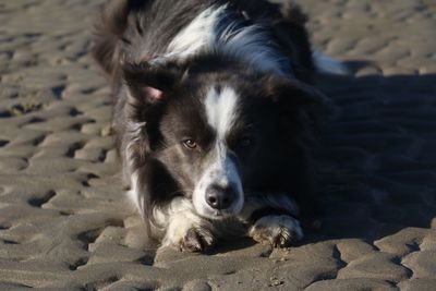 Portrait of dog lying on sand at beach