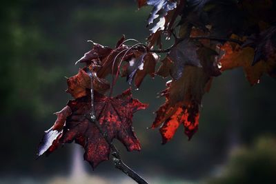 Close-up of maple leaves on tree