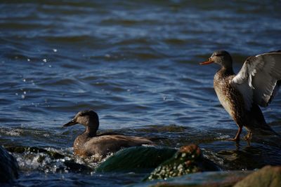 Duck swimming in lake