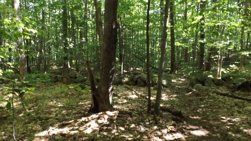 Trees in forest