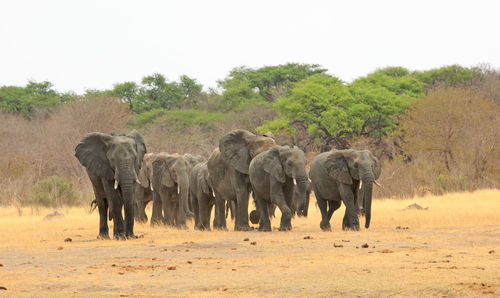 African elephants walking on grassy field against clear sky