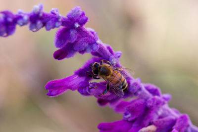 Close-up of bee pollinating on purple flower