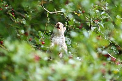 Rodent on plants