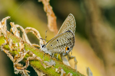 Close-up of butterfly perching on plant