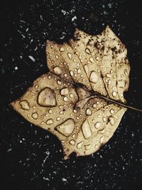 Close-up of wet leaf