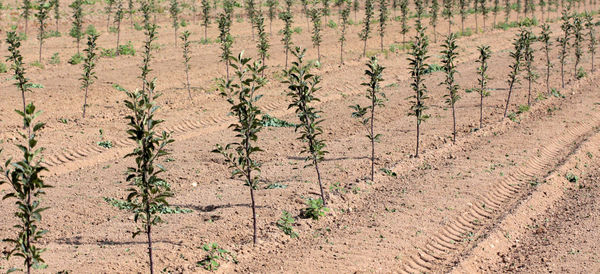 Close-up of plants growing on field