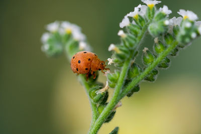 Close-up of insect on plant