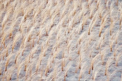 Full frame shot of crops