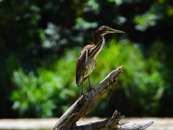 Close-up of a bird perching on a tree