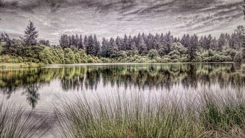 Reflection of trees in lake