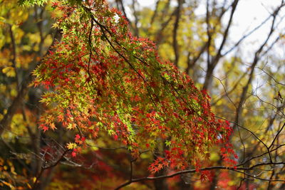 Close-up of tree