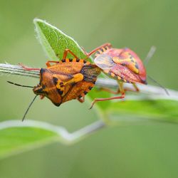 Close-up of butterfly on leaf