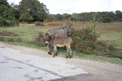 View of two donkeys in a field