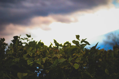 Low angle view of plants against sky