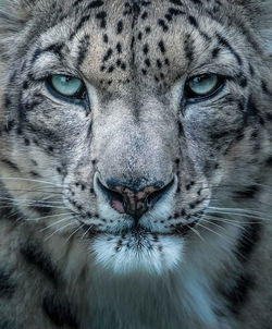 Close-up of tiger